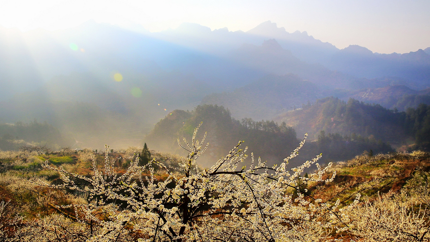 李花怒放
