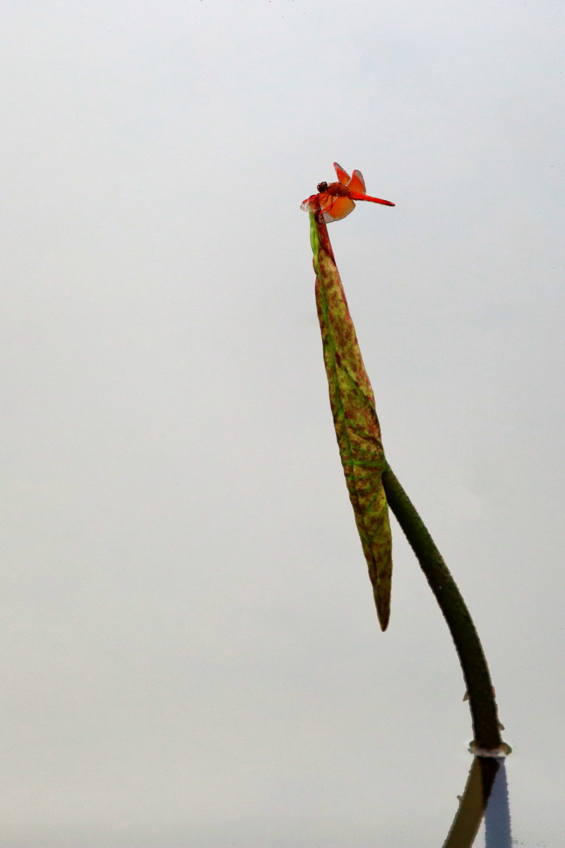 红蜻蜓