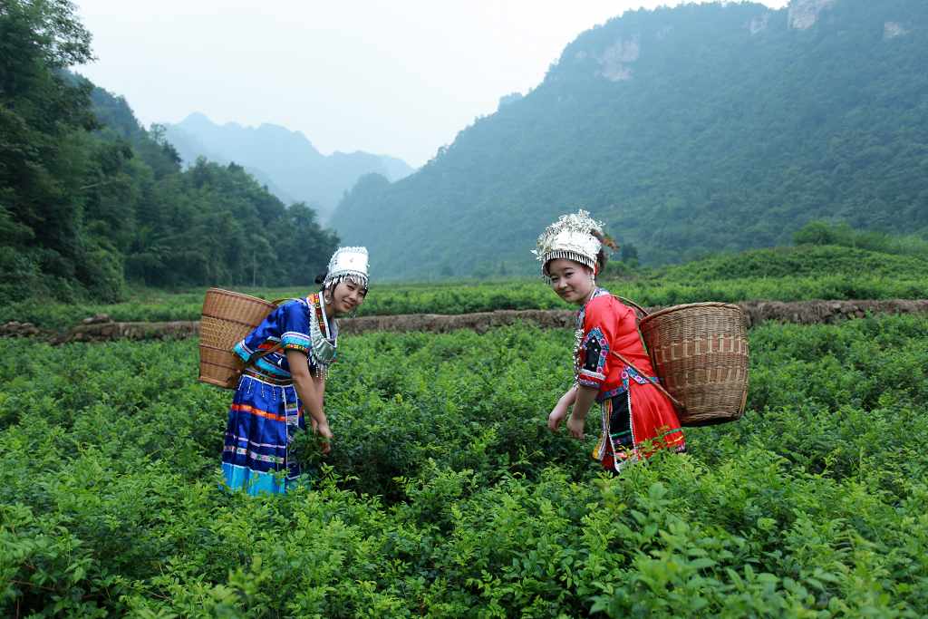 罗塔坪乡四关峪土家莓茶实拍