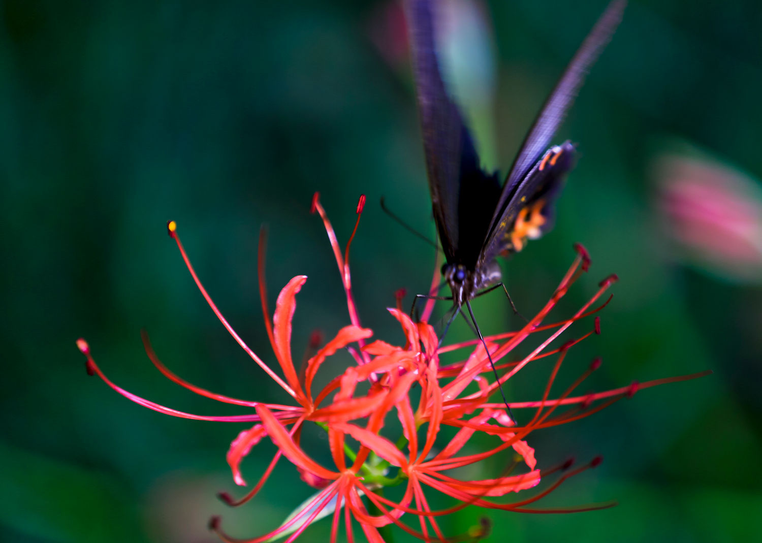 蝶恋花
