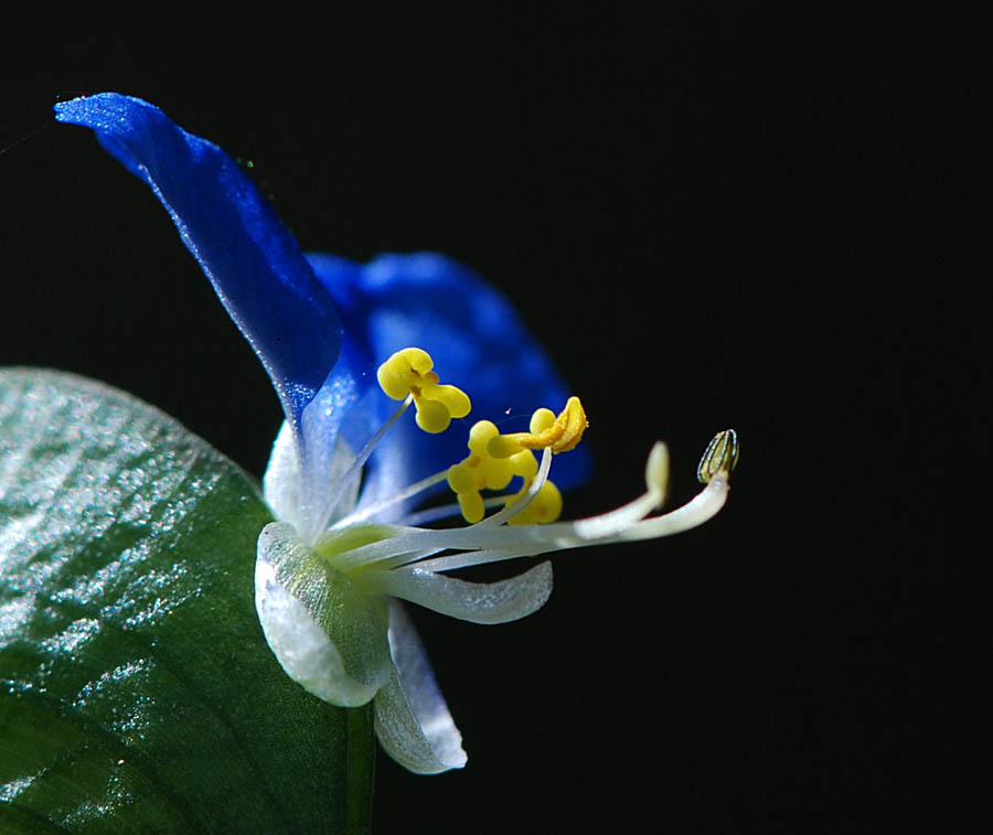 野花