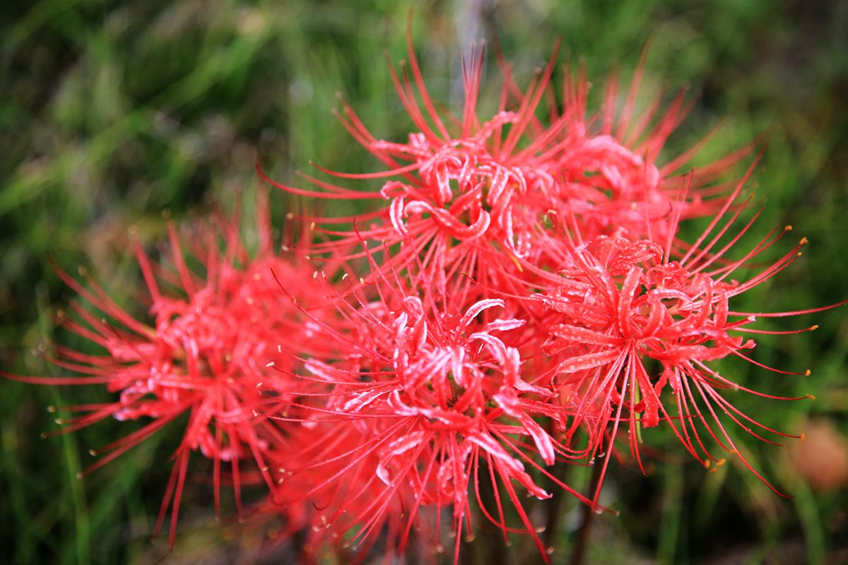 野花