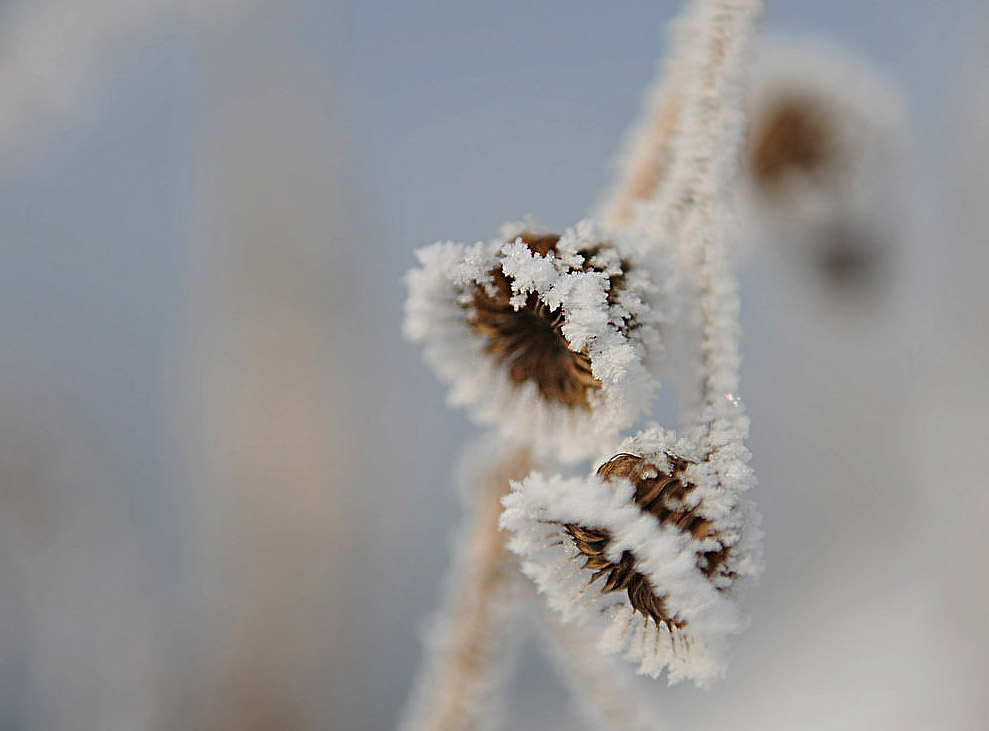 雪绒花