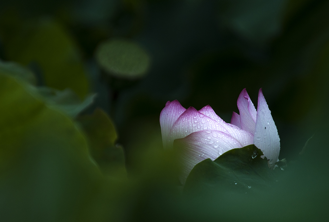 羞涩
