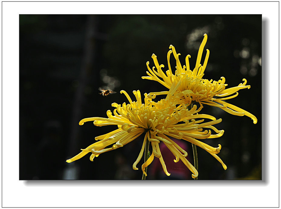 菊