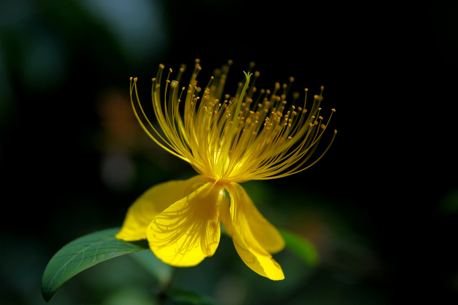 小花