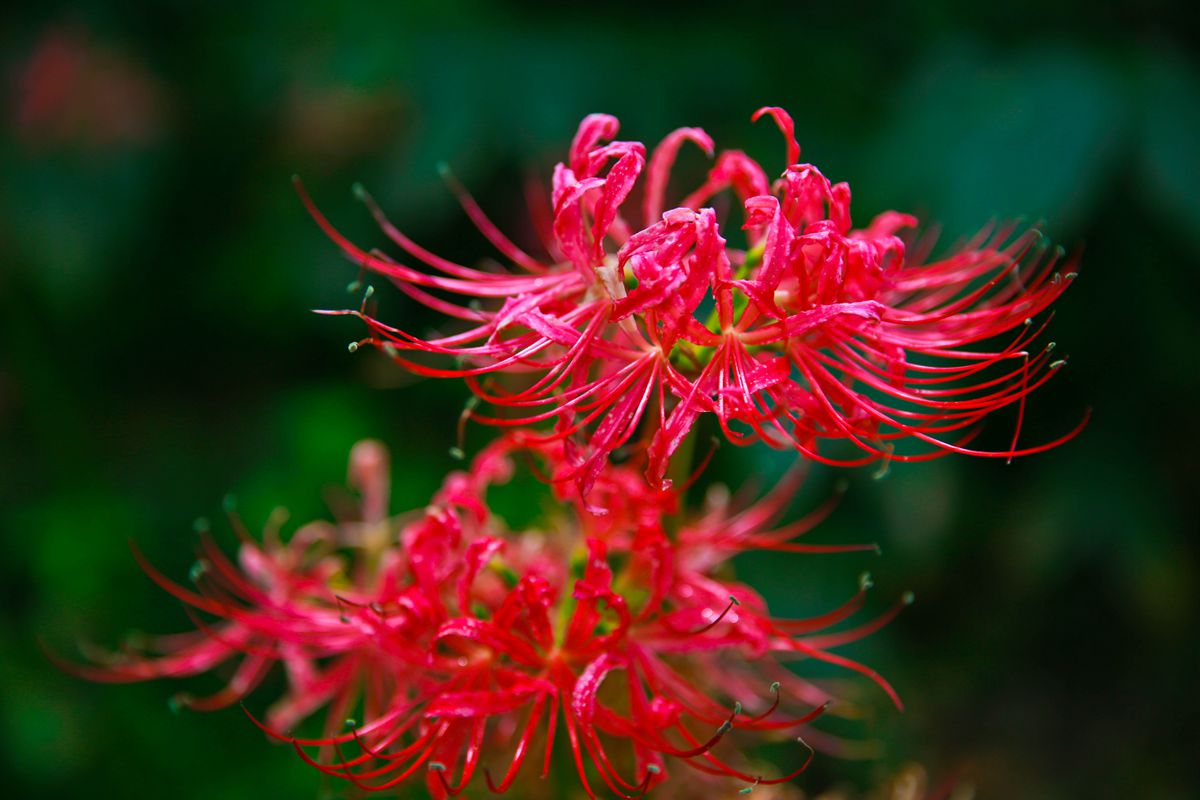野乌蒜花