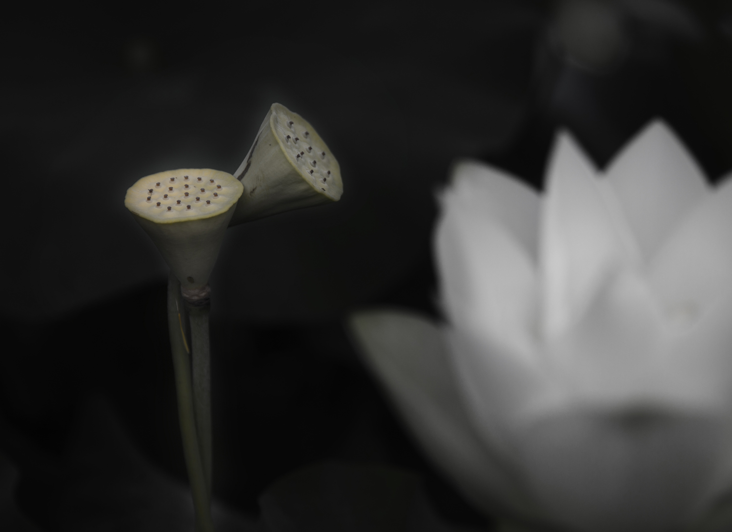 荷