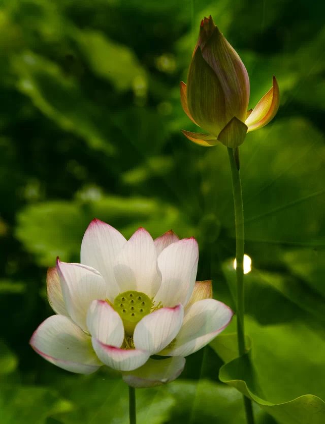 荷