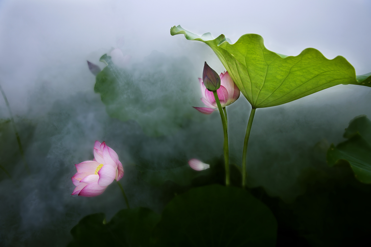 荷