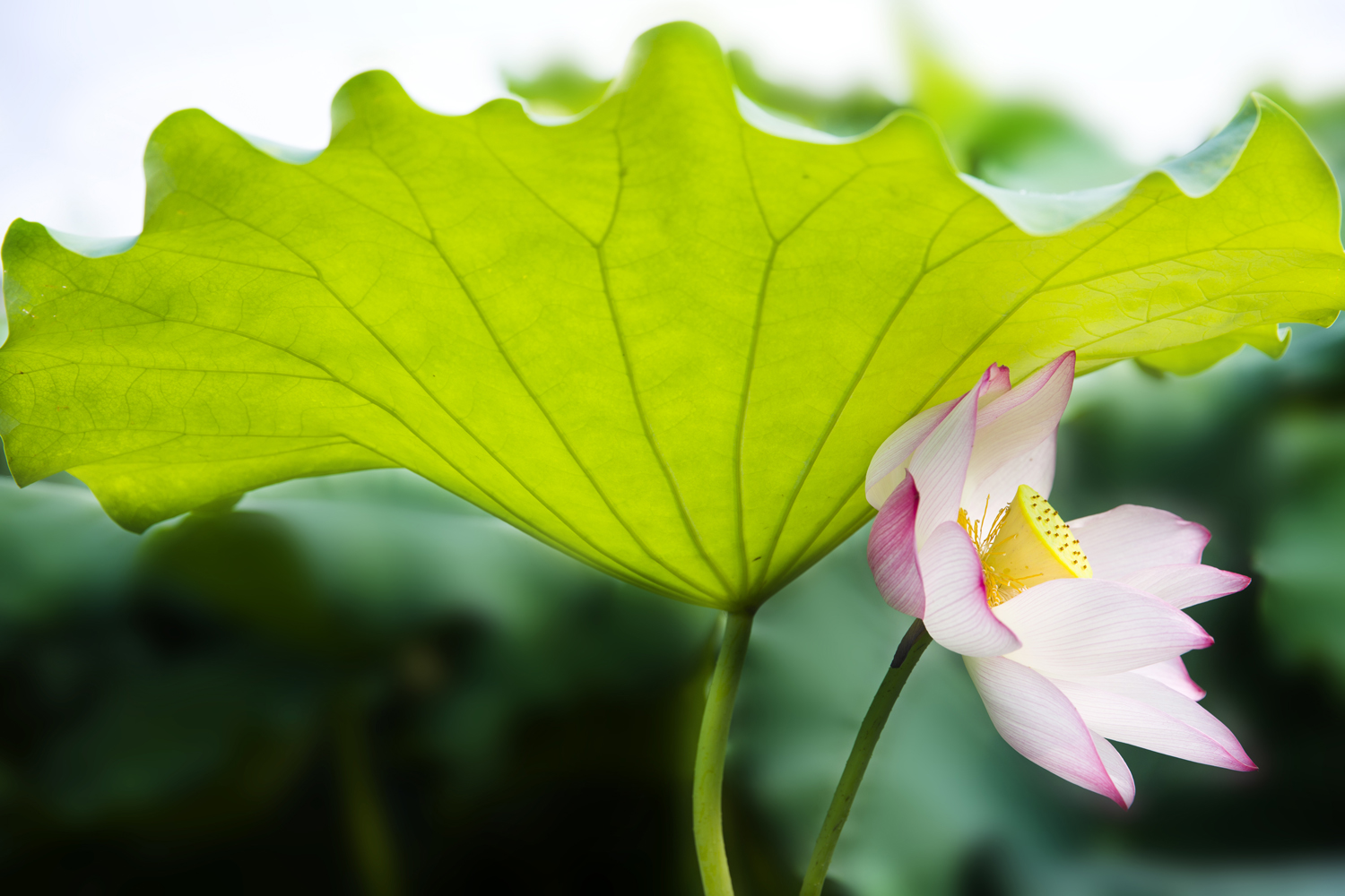 荷