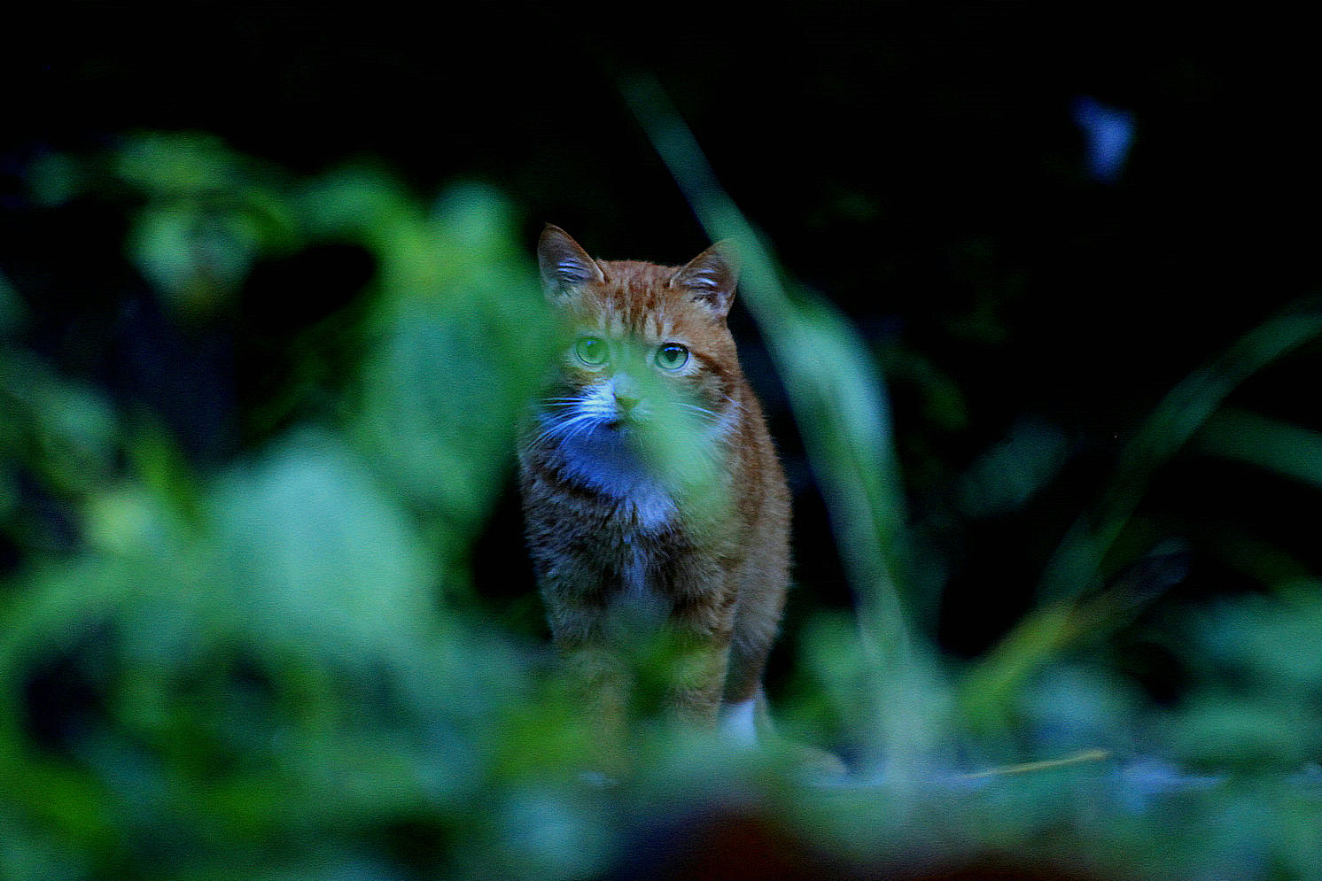 小猫