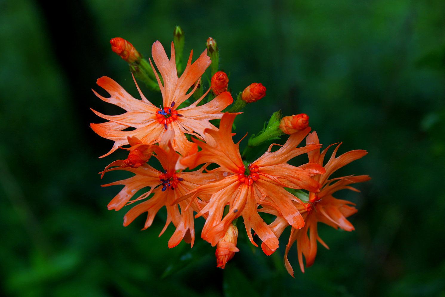 小花
