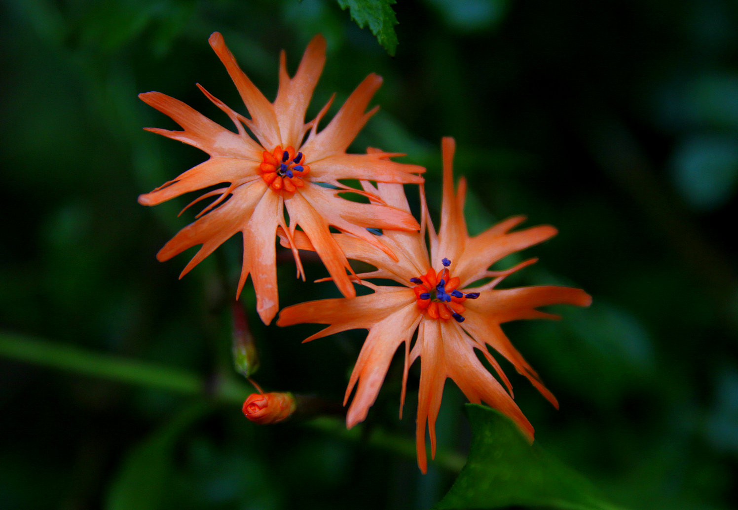 小花