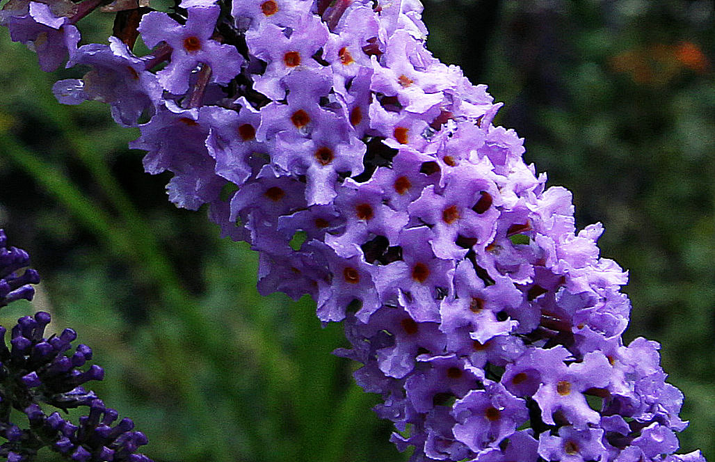 小花