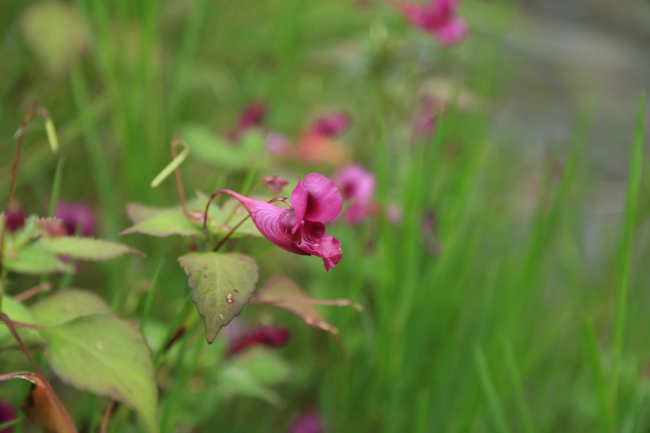 龙虾花