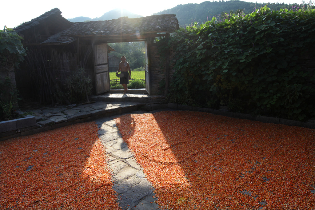 秋色满院