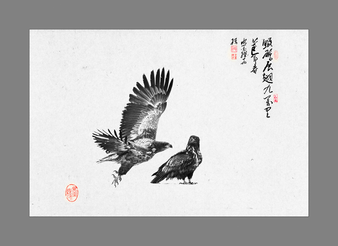 鲲鹏展翅--白尾海雕