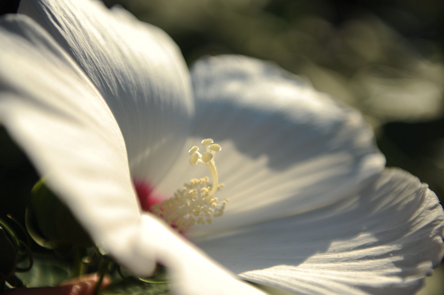 蕊