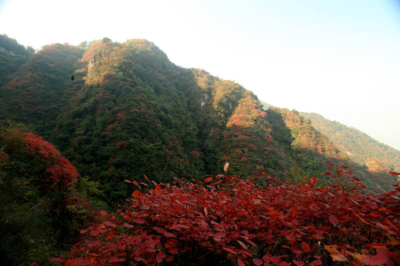 崇山红叶