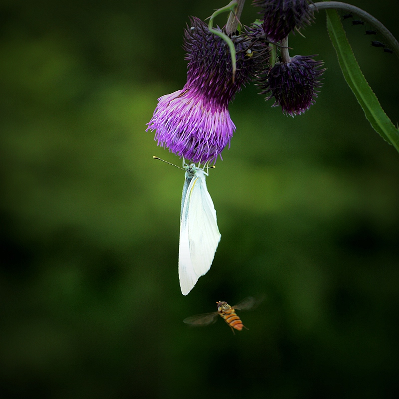 蜂蝶恋花