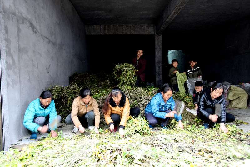 剁豬草
