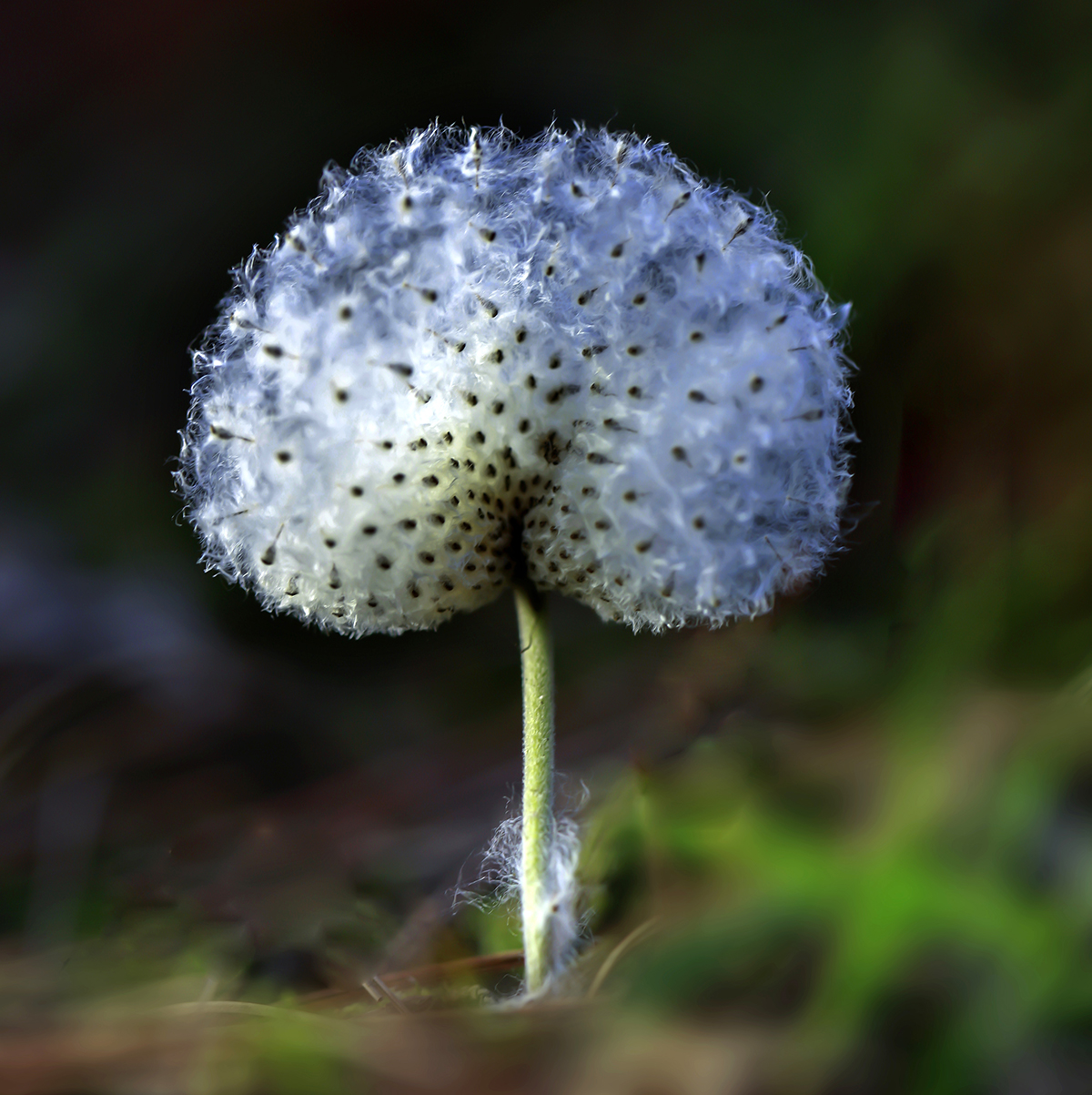 《写实的种子》
