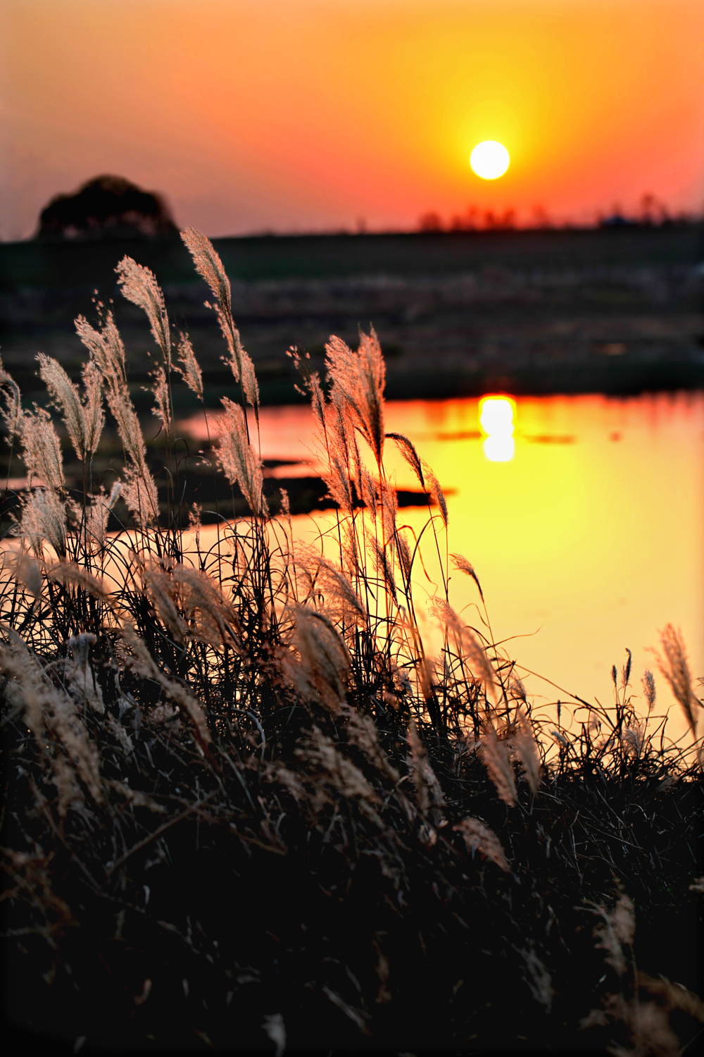 《夕阳映芦花》