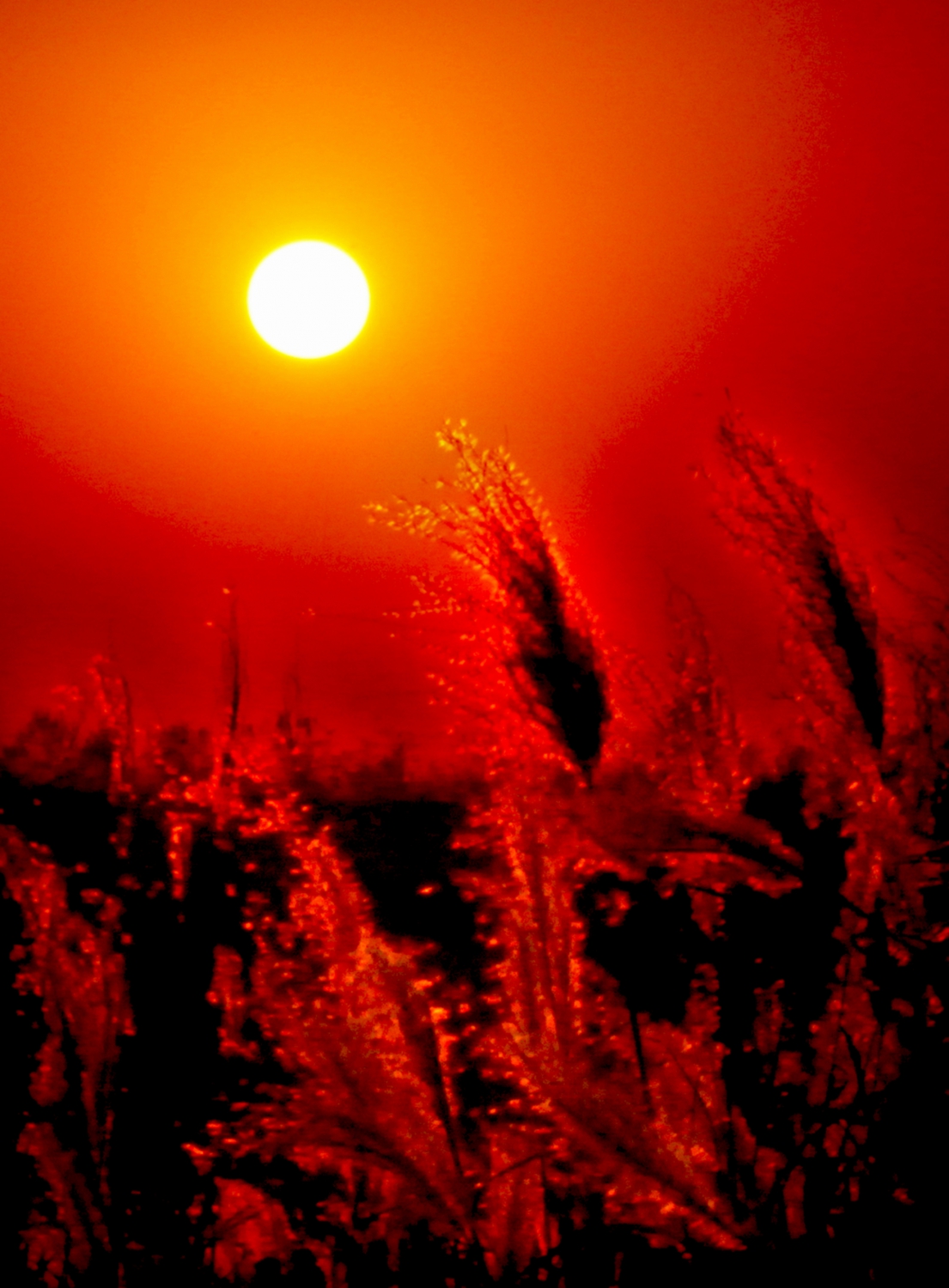 夕阳.芦花