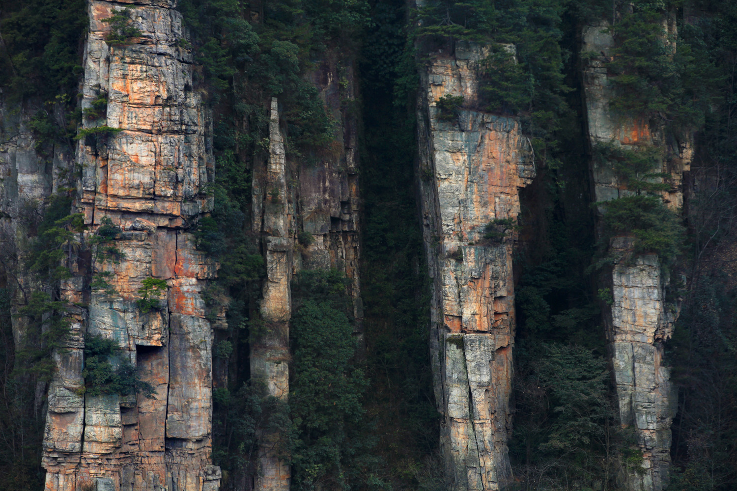 杨家风骨