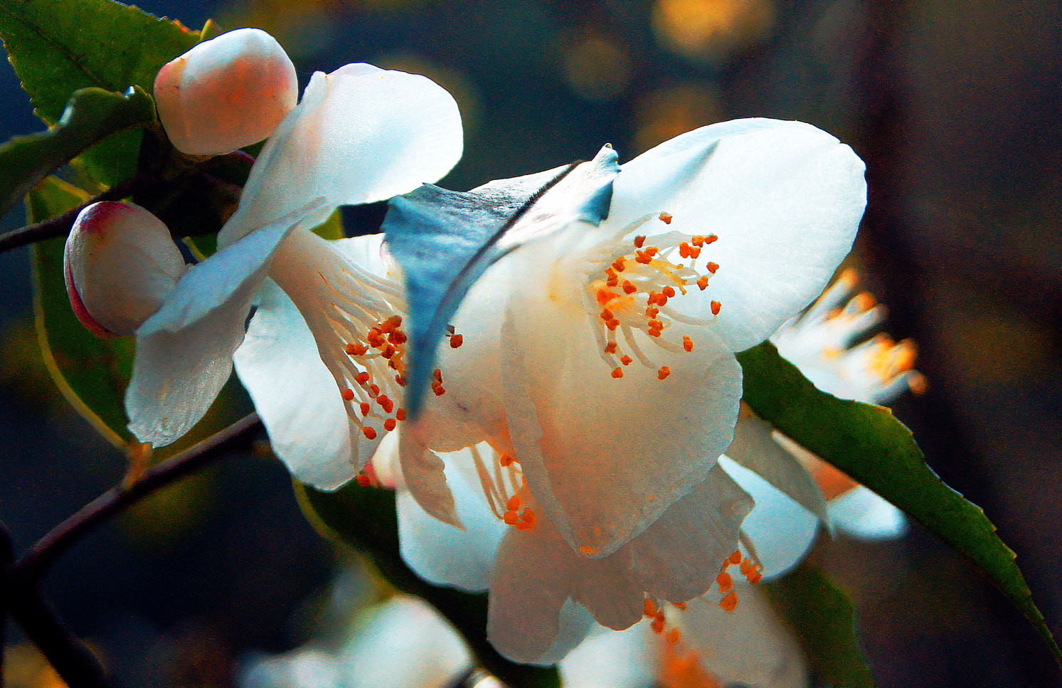 野山茶花