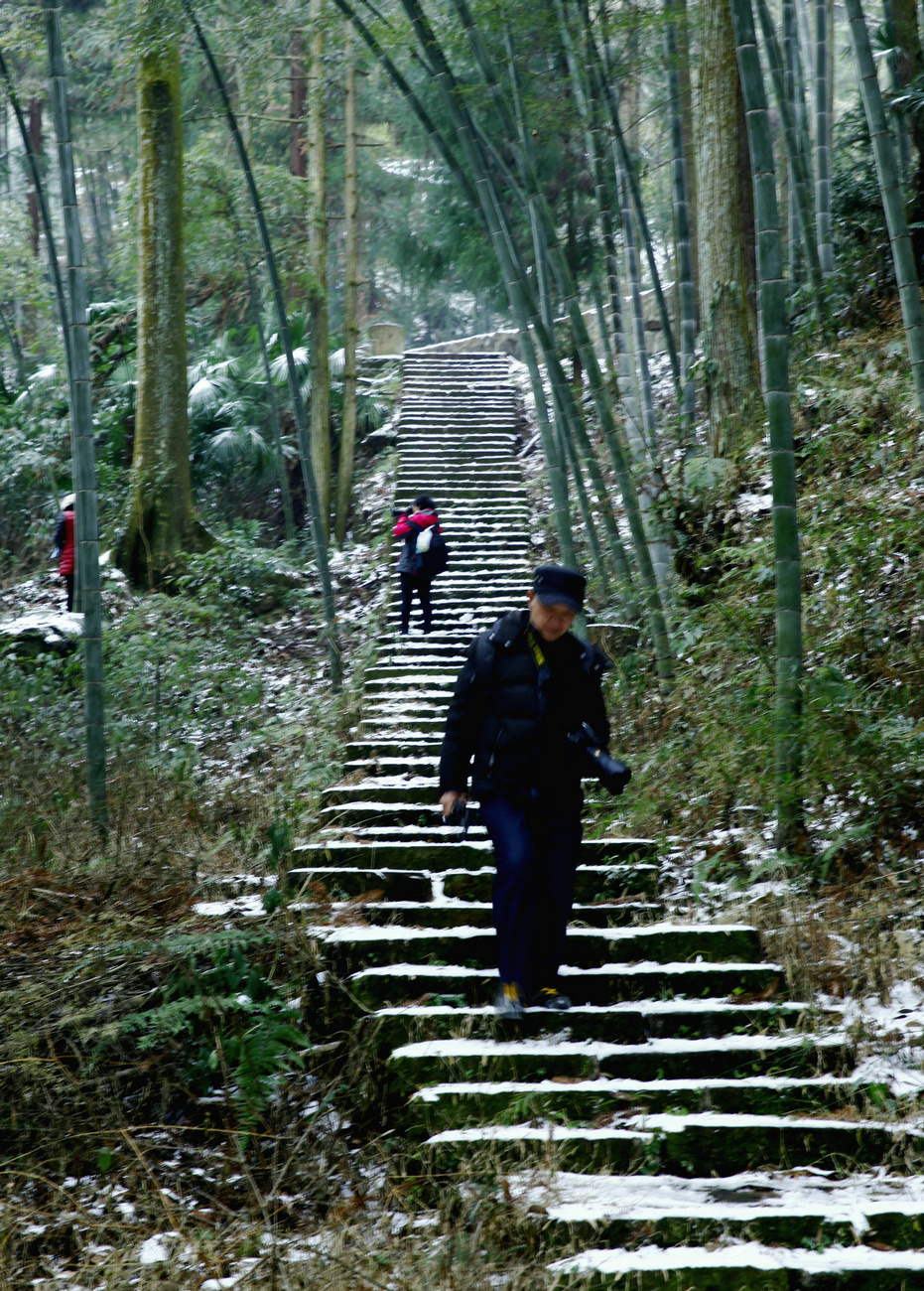 踏雪寻梅
