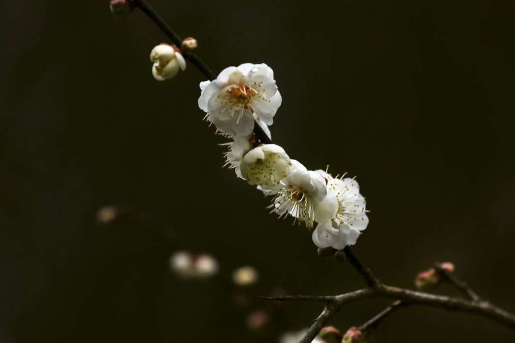 梅花