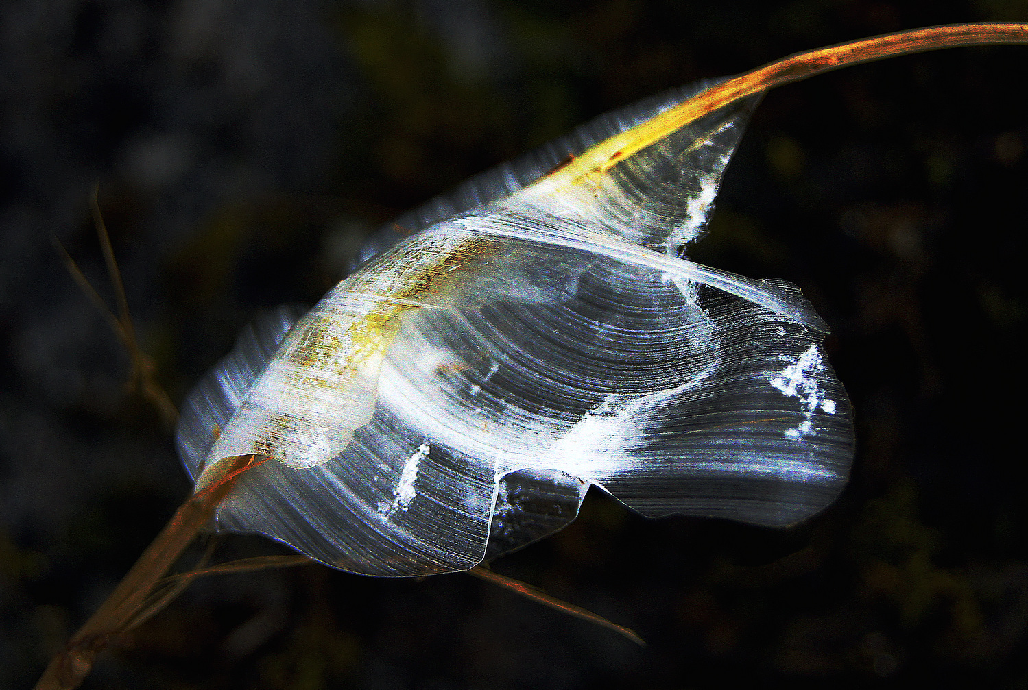 冰清玉洁（八）