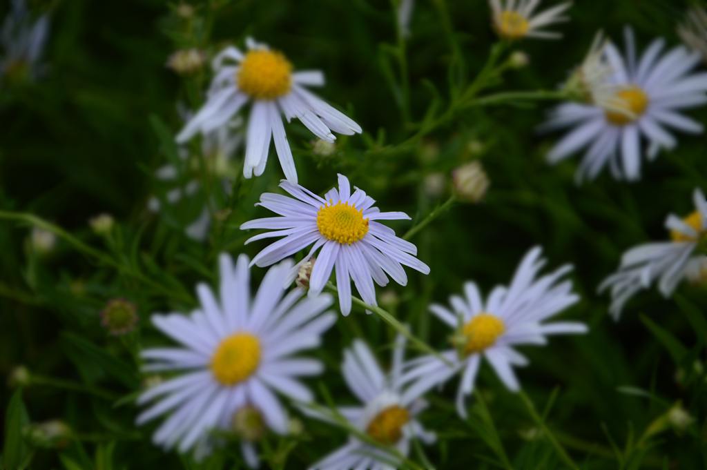 山花