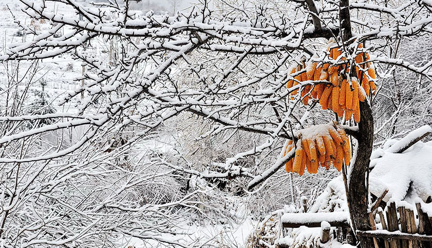 瑞雪丰年