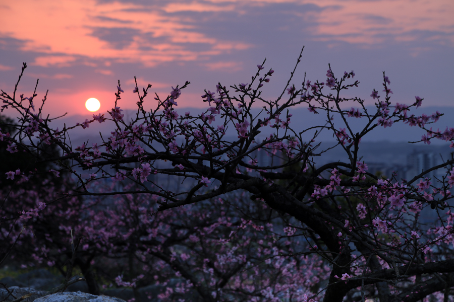 夕阳桃花别样红