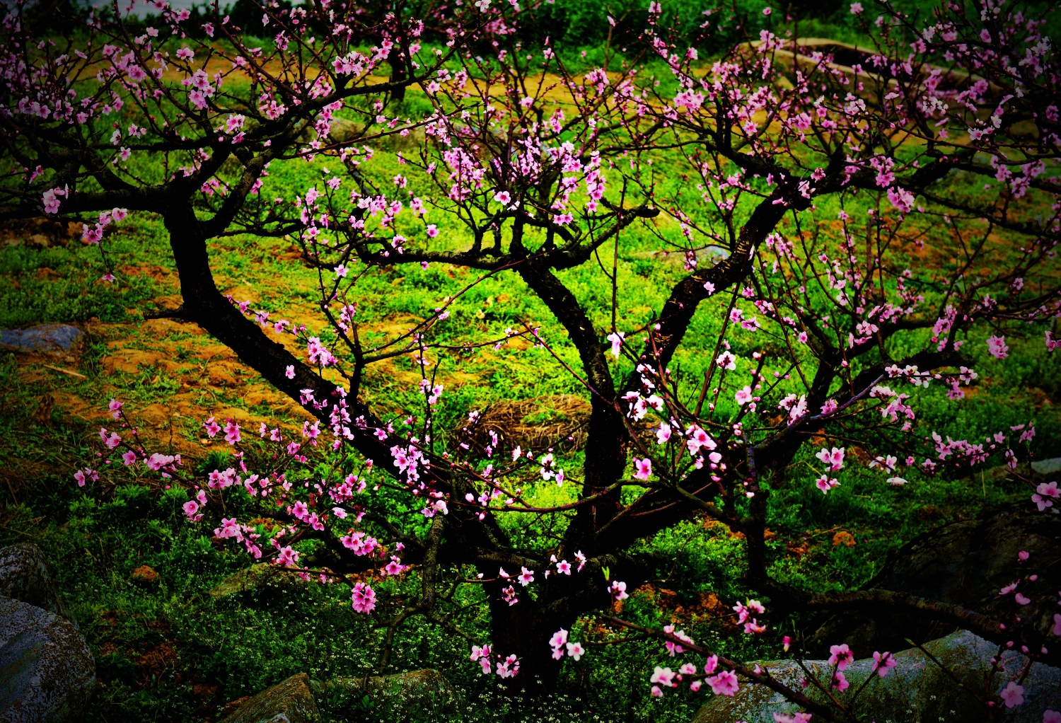 桃花韵5