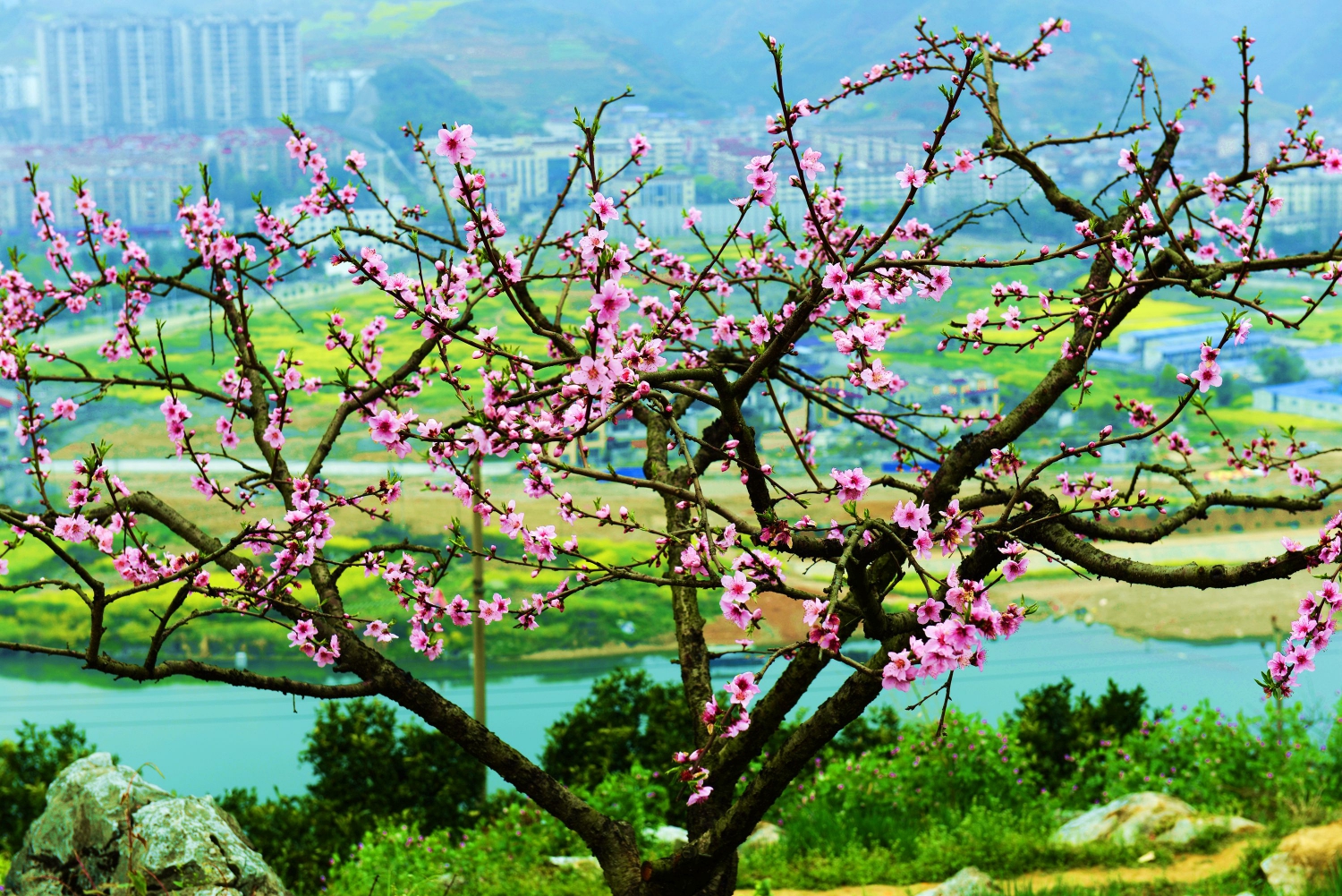 桃花韵2