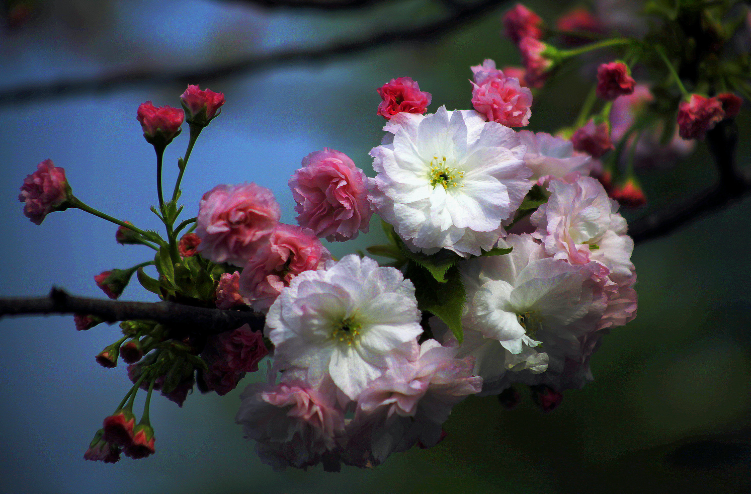 樱花（一）