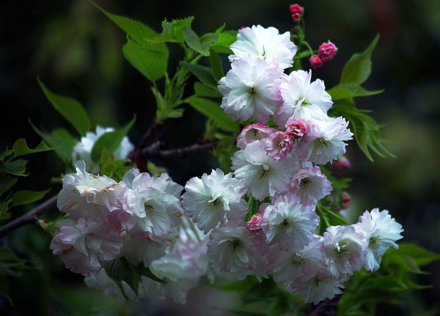 樱花（三）