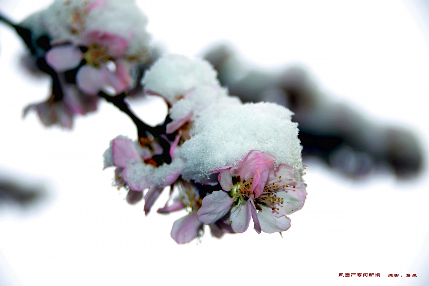 风雪严寒何所惧