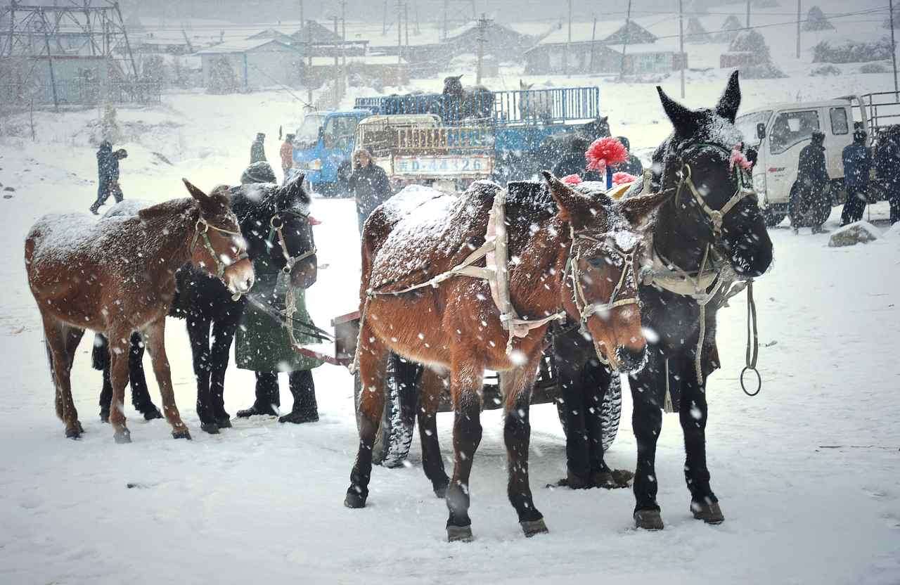 雪中马市