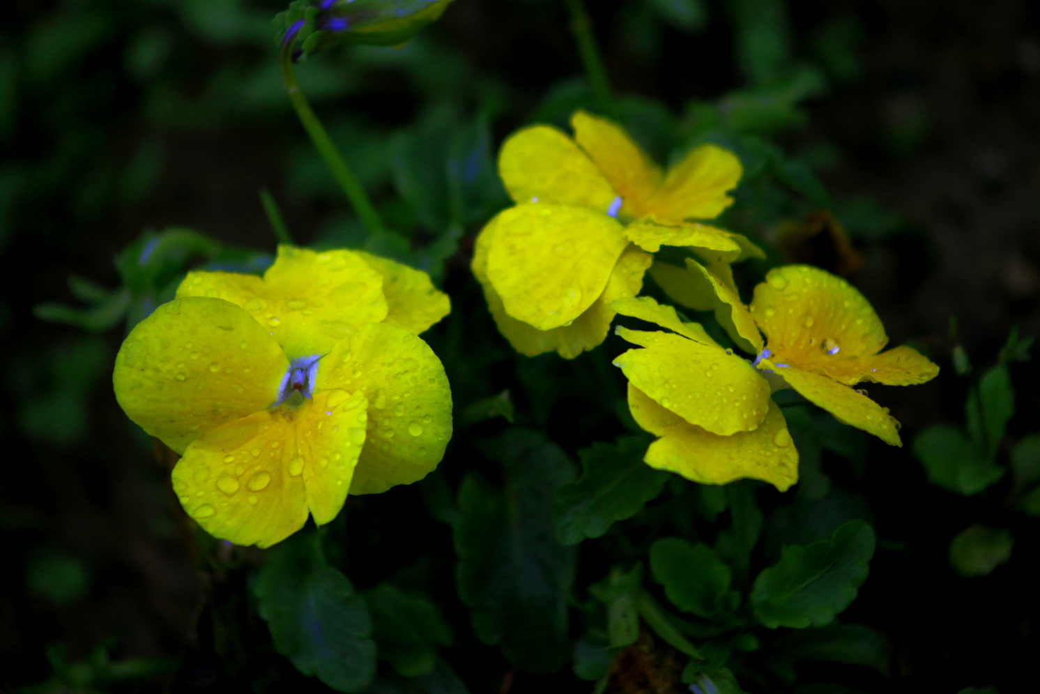 小花（一）