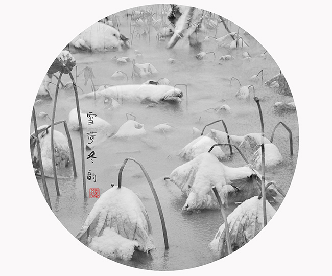 雪韵冬荷