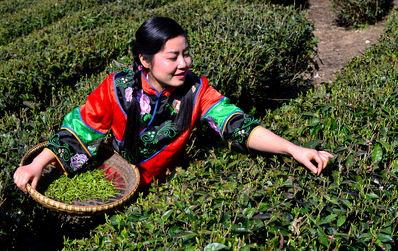 袁家界的采茶姑娘