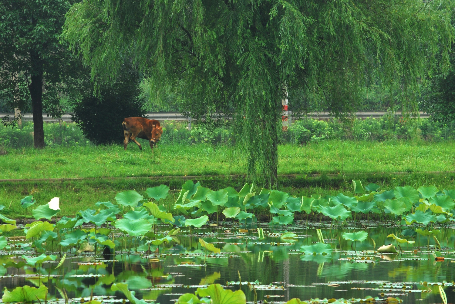 青青路边草