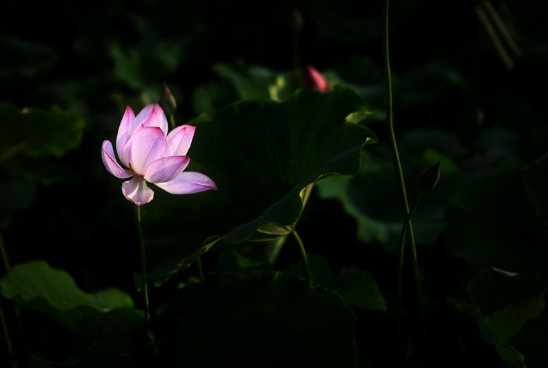荷