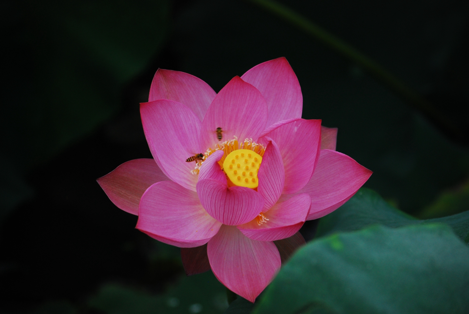 荷