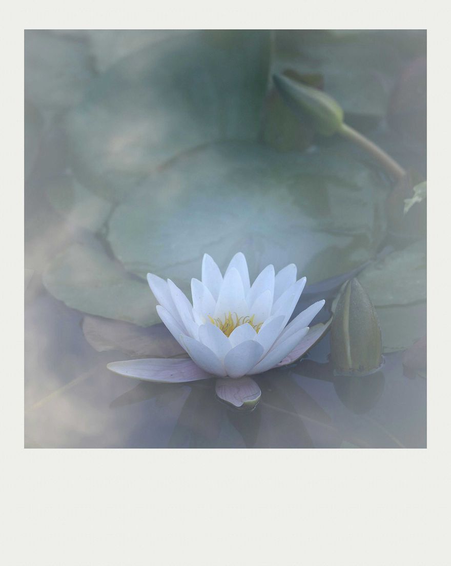 夏莲--4